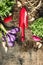 Red gardening scoop and spring flowers plant on rustic wooden background