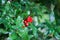 Red garnet flower on the background of leaves