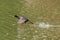 Red-gartered Coot (Fulica armillata) in Buenos Aires, Argentina