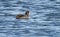 Red Gartered Coot swimming in a lake during the Fall Migration season