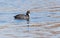 Red Gartered Coot swimming in a lake during the Fall Migration season