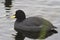 Red-gartered Coot which floats in a small pond