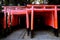 Red gate (torii) in Kyoto