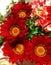 Red Gazania, beautiful red daisy spring flower