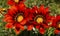 Red gazania flowers
