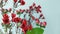 Red Geraldton flowers for decorating ideas indoor and office
