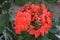 Red geranium bloom with several stemmed flowers