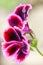 Red geranium flower