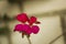 Red geranium flowers on branch