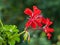 Red geranium flowers covered with spider web