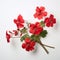 Red Geranium Flowers: Hyper-realistic Still Life In Neoclassical Style