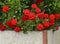 Red geranium flowers in summer garden. Bright pelargonium flowers.Geranium flowers.