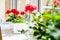 Red geranium flowers on windowsill at home balcony window