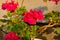 Red geranium garden and house flowers, closeup shot of geranium flowers