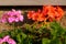 Red geranium garden and house flowers, closeup shot of geranium flowers