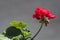 red geranium on a gray background