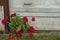 Red geranium growing in pot near white garage door