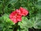 Red geranium (Pelargonium zonale)