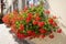 Red Geranium planter