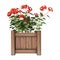 Red Geranium Planter on White