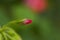 Red geranium with unopened bud.