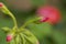 Red geranium with unopened bud.