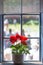 Red geranium in white pot on window ledge