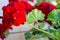 Red geraniums with clusters of unopened flowers