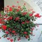 Red geraniums flower