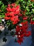 Red geraniums flower - close-up view