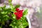 Red Geraniums Flowers, Pelargonium peltatum