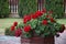 Red geraniums in a garden pot