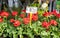 Red geraniums in a market in Paris, France, with euro price sign