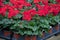 Red geraniums in small pots