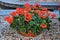 Red geraniums in a summer garden