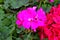 Red geraniums in a summer garden