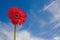 Red Gerber daisy with sky