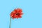 Red Gerber flower on blue background