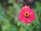 Red Gerbera , Barberton daisy flower on burred of nature background space for copy write