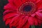 Red gerbera closeup with water drops on petals, macro flower photo