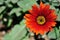 Red Gerbera daisy