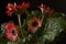 Red gerbera daisy flower  -  Barberton daisy, Transvaal daisy, Gerbera jamesonii