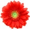 Red gerbera daisy with water droplets