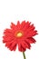Red Gerbera daisy with water droplets