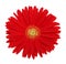 Red gerbera flower