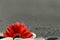 Red gerbera flower still life