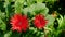 The red Gerbera flowers in garden