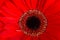 red gerbera macro