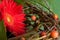 Red gerbera macro