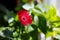 Red gerbera petals on green bokeh background